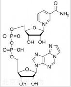 Nicotinamide 1,N6-Ethenoadenine Dinucleotide