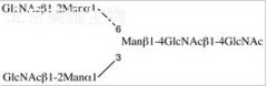 NGA2 Glycan标准品