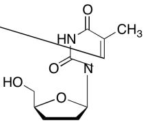 3&rsquo;-Deoxythymidine