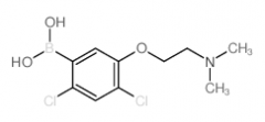 2,4-Dichloro-5-(2-(dimethylamino)ethoxy)phenylboronic acid
