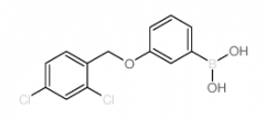 3-(2,4-Dichlorophenylmethoxy)phenylboronic acid