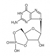 Guanosine 3',5'-Cyclic Monophosphate