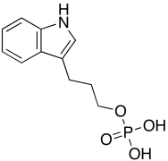 Indole-3-propyl Phosphate
