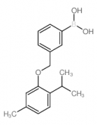 3-[(2'-Isopropyl-5'-methylphenoxy)methyl]phenylboronic Acid