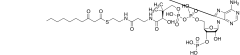 3-​Ketopalmitoyl-​CoA