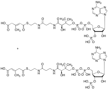 3-Methyl Glutaconyl CoA (mixture of regioisomers)