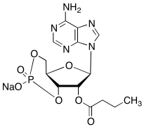2'-O-Monobutyryladenosine-3', 5'-cyclic Monophosphate Sodium Salt
