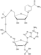 NADP-13C10